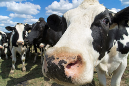 Cow.Cows.Dairy.Milk.Farm450