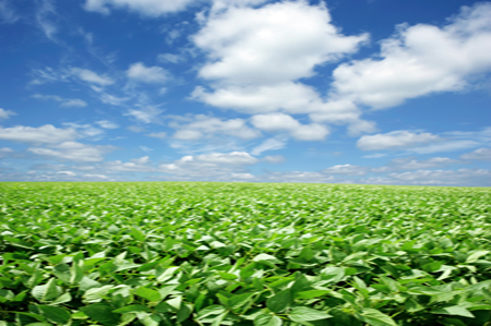 soybean field & blue sky 450x299