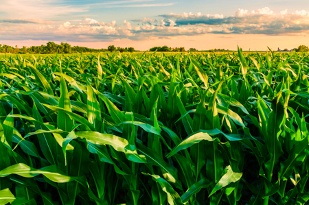 corn field at sunset 450x299